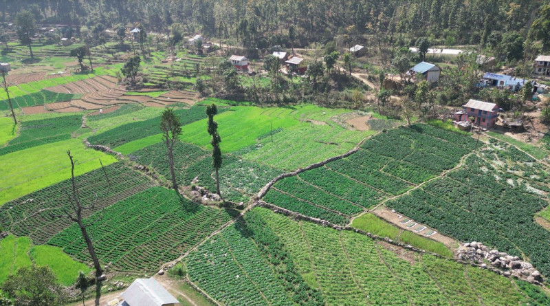 कर्णालीका बजारमा भारतीय तरकारीको दबदबा, बारीमै कुहिन्छ स्थानीय उत्पादन